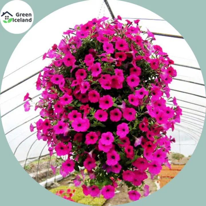 20%20PcsAll%20Season%20Petunia%20Flower%20Seeds(%E0%A6%AA%E0%A6%BF%E0%A6%9F%E0%A7%81%E0%A6%A8%E0%A6%BF%E0%A7%9F%E0%A6%BE%20%E0%A6%AB%E0%A7%81%E0%A6%B2%20%E0%A6%AC%E0%A7%80%E0%A6%9C)%20-%2020%20Pcs%20Seeds%20-%20Image%202