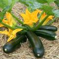 Global Hybrid Squash Seeds - 5pcs. 