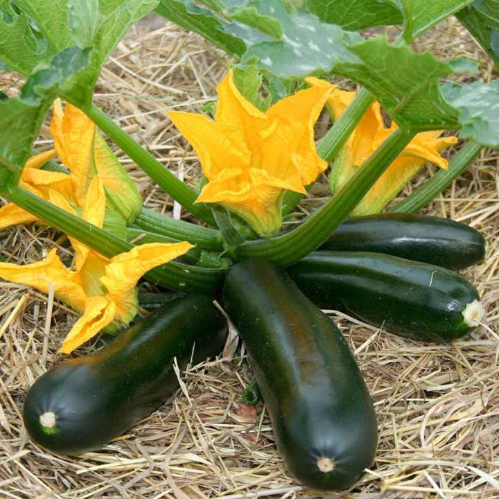 Global Hybrid Squash Seeds - 5pcs