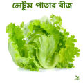 All season Lettuce leaf seed 40pice + gift. 