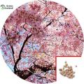 Global Japanese Sakura Pink Tree Seeds -10 Pcs Seeds.