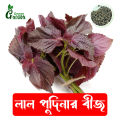 45pics Red Color Mint leaves Seeds (লাল পুদিনাপাতার বীজ ) + Gift.