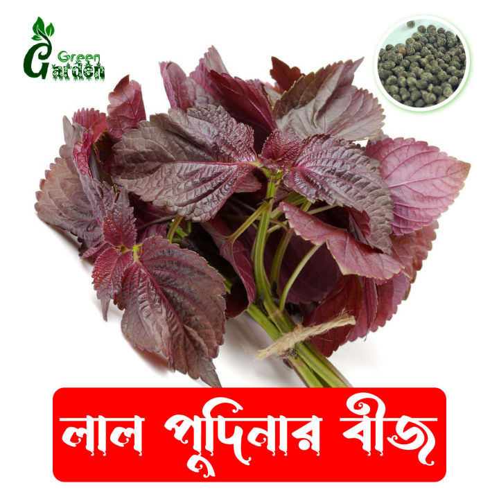 45pics Red Color Mint leaves Seeds (লাল পুদিনাপাতার বীজ ) + Gift