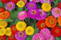 Global Zinnia Flower Seeds  - 20 Pcs SeedS. 