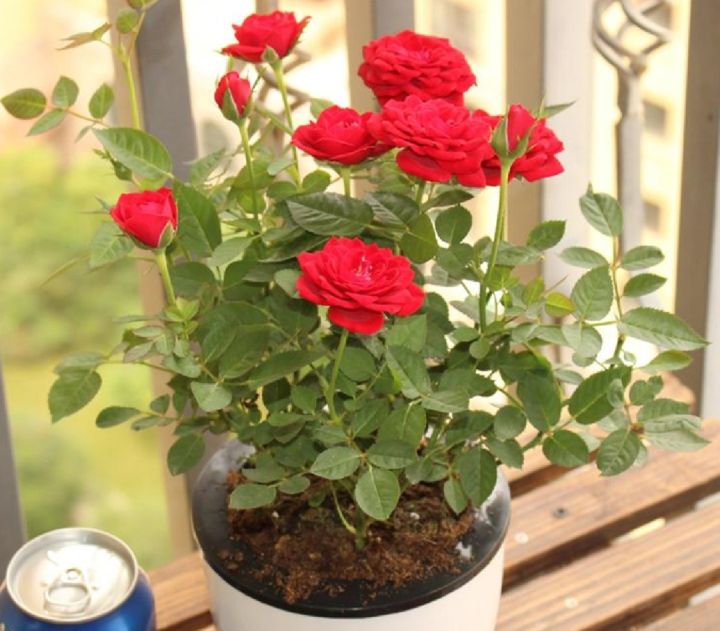 Thai%20Perennial%20Red%20Rose%20Tree%20Flower%20Seeds%20-%2031+Pcs%20Seeds%20-%20Image%203