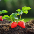Red Color Hybrid Strawberry Seeds 20 pics + Gift.