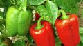 3 Type Chili Seed Combo Pack - Capcicum, Long Chili & Suryamukhi Chili- ক্যাপসিকাম, লম্বা মরিচ ও সূর্যমুখী মরিচের যথাক্রমে ২৫, ৫০ ও ২০ টা করে বীজ থাকবে - Combo code - veg1.