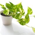 Golden leaf pothos money plant  indoor and outdoor plant 1 pcs. 