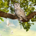 Acrylic bird repeller simulation owl reflective bird repeller. 