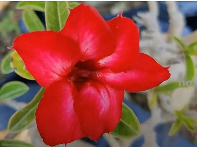 Adenium%20Bonsai%20Seeds%202%20Pis%20(Swazicum)%20Rare%20Variety%20-%20Image%202
