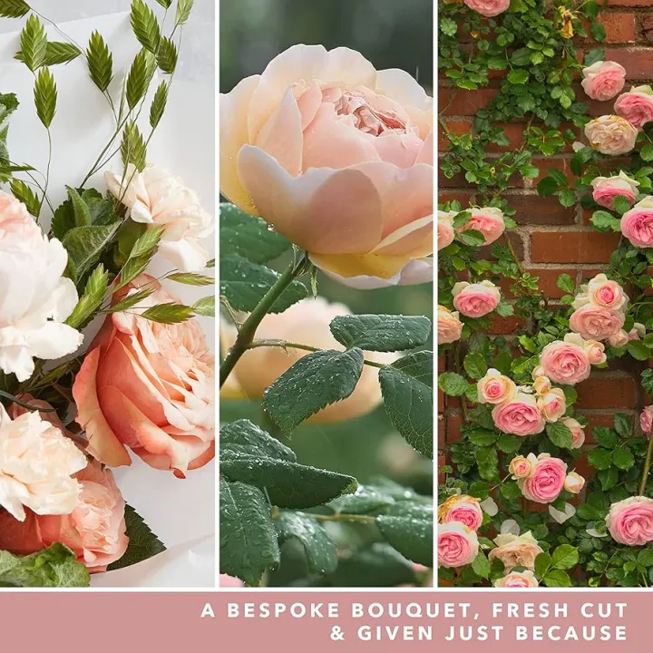 YANKEE%20CANDLE%20FILLED%20VOTIVE%20FRESH%20CUT%20ROSES%2037G%20-%20Image%203