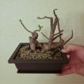 Bonsai flower pot 9 Inchi with Tray.