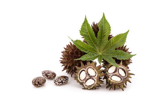 SatRong%20Herbals%20Black%20Castor%20Oil%20For%20Hair%20Care%20-100ml%20-%20Image%202