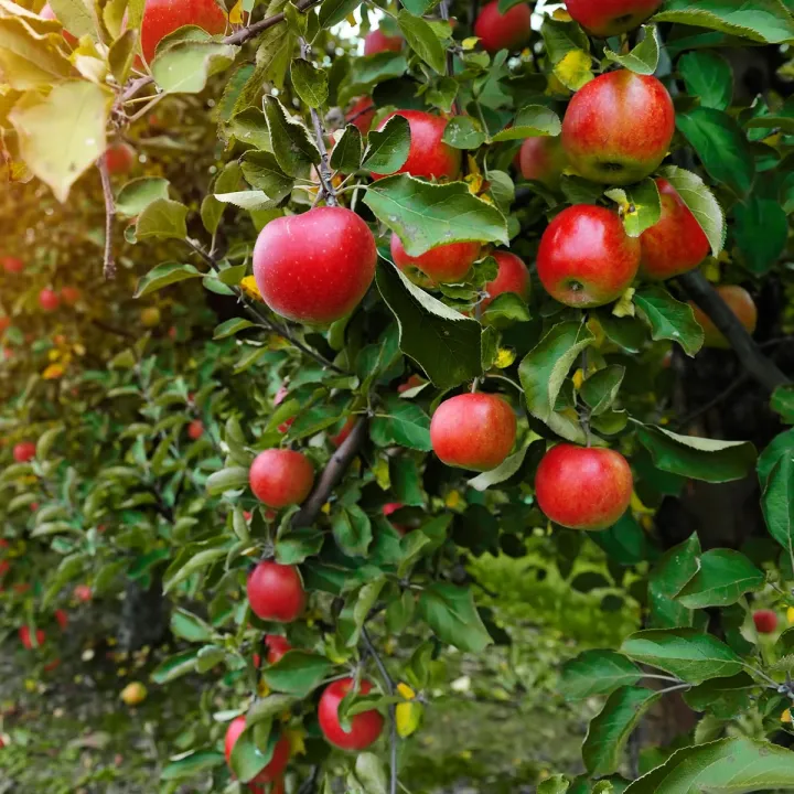 Apple%20Tree%20SeedS%20-15%20Pcs%20(Imported%20Global%20Seeds)**%20-%20Image%207