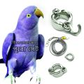 Indian Ringneck Parrot China Ring & Harness.