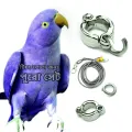 Indian Ringneck Parrot China Ring & Harness.