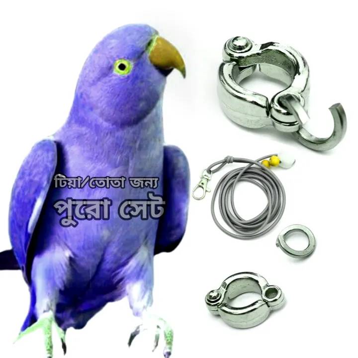 Indian%20Ringneck%20Parrot%20China%20Ring%20&%20Harness%20-%20Image%206