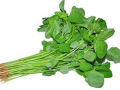 Data Vegetables Seeds (ডাটাশাক বীজ) - 1000 pieces intact packet.