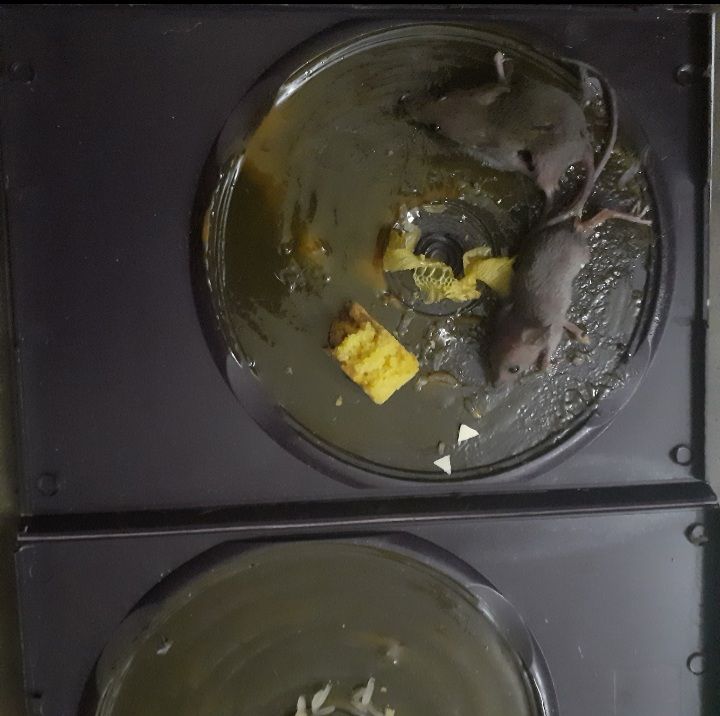 Rat%20Killer%20Trap%20Strong%20Glue%20-%20Image%205