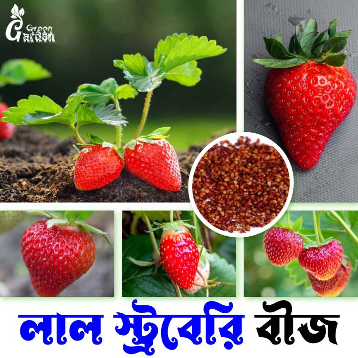 Red Color Hybrid Strawberry Seeds 20 pics + Gift