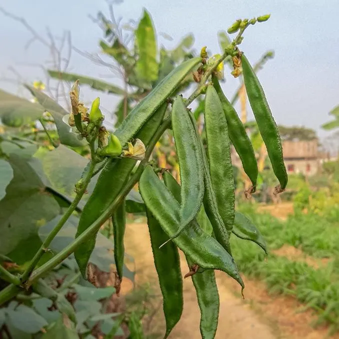 Highly%20Vital%20-%20Hybrid%20kidney%20bean%20(Simer%20Bij)%20seeds%201%20intake%20packet%20(05%20gram)%20-%20Tools,%20DIY%20&%20Outdoor%20-%20Modern%20and%20Trendy%20-%20Image%202