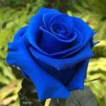 নীল রঙের গোলাপ বীজ 16 পিস + উপহার. 