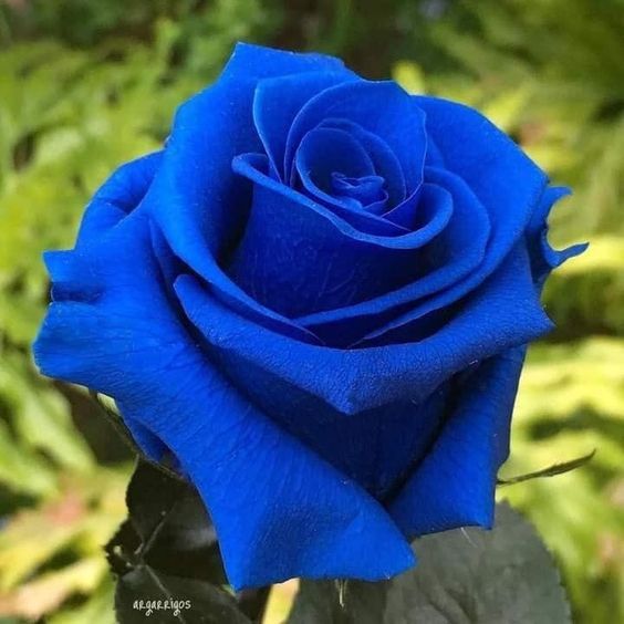 %E0%A6%A8%E0%A7%80%E0%A6%B2%20%E0%A6%B0%E0%A6%99%E0%A7%87%E0%A6%B0%20%E0%A6%97%E0%A7%8B%E0%A6%B2%E0%A6%BE%E0%A6%AA%20%E0%A6%AC%E0%A7%80%E0%A6%9C%2016%20%E0%A6%AA%E0%A6%BF%E0%A6%B8%20+%20%E0%A6%89%E0%A6%AA%E0%A6%B9%E0%A6%BE%E0%A6%B0%20-%20Image%203