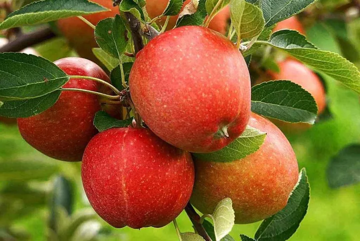 Apple%20Tree%20SeedS%20-15%20Pcs%20(Imported%20Global%20Seeds)**%20-%20Image%203