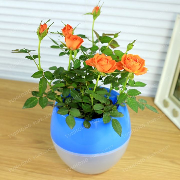 Rose%20Bonsai%20Miniature%20Rose%20bonsai%20A%20Little%20Cute%20Plants%20For%20Miniature%20Garden%20Plant%20Potted%20Gift%20Flower%20plant%20&%20seeds%20(%E0%A6%AC%E0%A7%80%E0%A6%9C)%20-%20Image%208