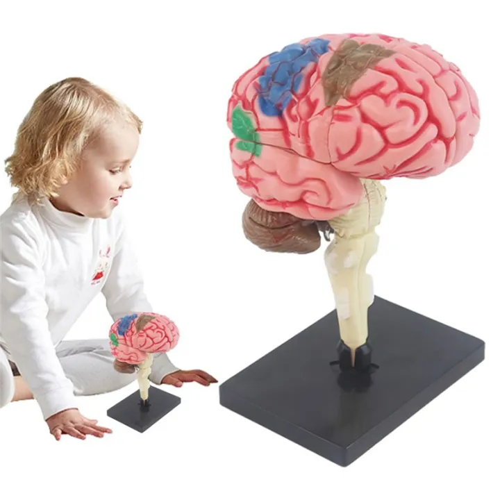 New%204D%20Human%20Brain%20Model%20Kids%20Scientific%20Medical%20Teaching%20Anatomical%20Model%20Lab%20Display%20Model%20DIY%20Assembling%20Model%20-%20Image%208