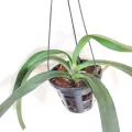 Enhance Your Garden with a Ready-to-Grow Vanda Foxtel Orchid Plant – Easy to Use and Clean,Flower Color – White and Purple/White and Pink. 