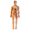3D Human Body Anatomy Model Children Plastic DIY Skeleton Toy Science Early Learning Aids Educational Toys.