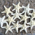 10Pcs White Knobby Star Fish Natural Dried Starfish Sea Star Beach Craft Wedding Party Home Decor DIY Hanging Ornaments Photography Props. 