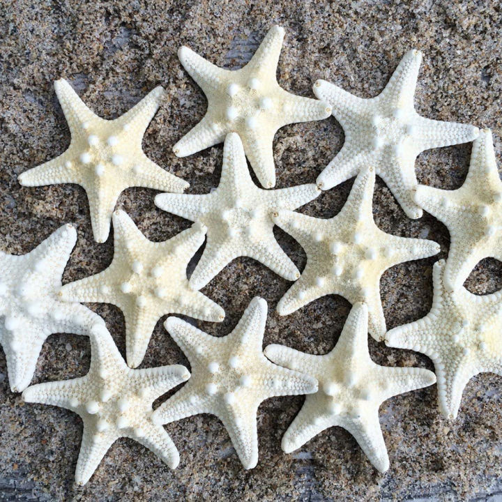 10Pcs White Knobby Star Fish Natural Dried Starfish Sea Star Beach Craft Wedding Party Home Decor DIY Hanging Ornaments Photography Props