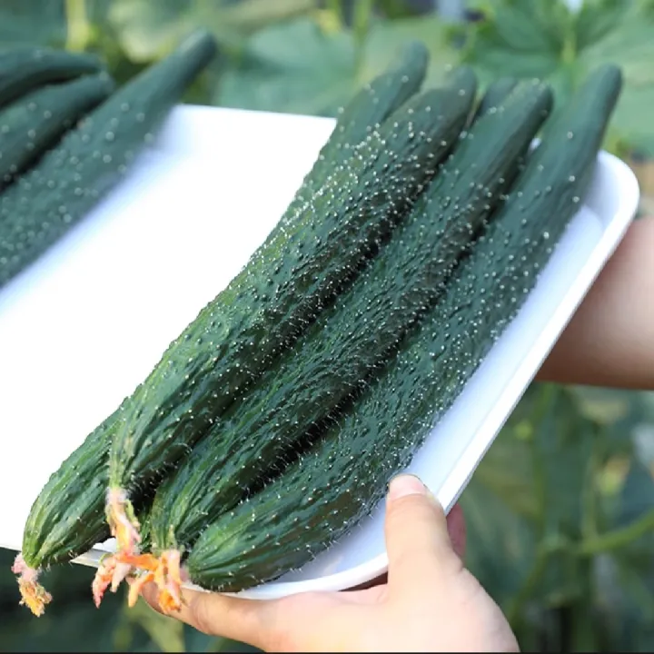 High%20Germination%20Best%20Quality%20Green%20Cucumber%20Seed%20F1%20Hybrid%20Intake%20Paket%20Seeds%20-%20Image%204