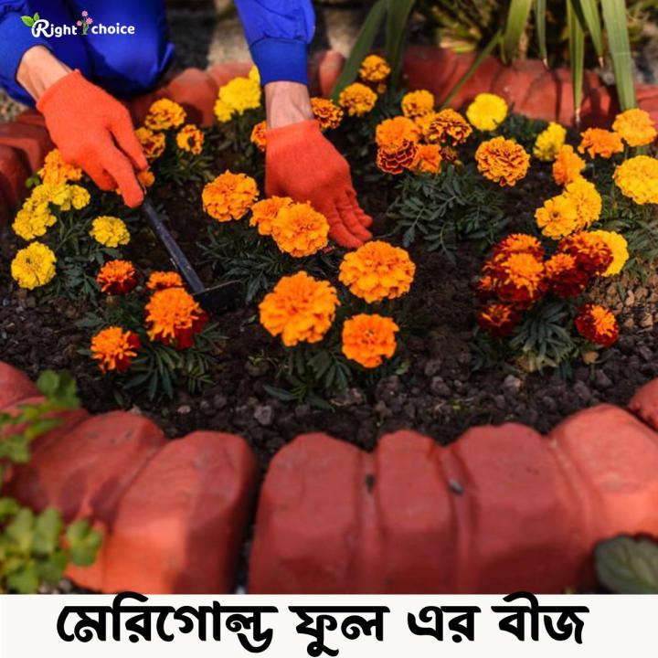 Marigold Flowers Seeds 18 Pice + gift