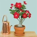 Adenium Flower Bonsai Small Plant - 01 pcs Mixed Color Flower 4 Month Age Plant. 