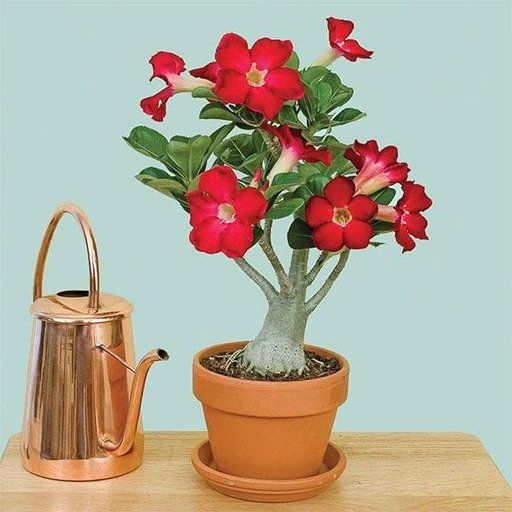 Adenium%20Flower%20Bonsai%20Small%20Plant%20-%2001%20pcs%20Mixed%20Color%20Flower%204%20Month%20Age%20Plant%20-%20Image%203