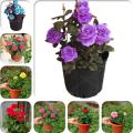 Flower Bonsai Rose Flower Bonsai Rose Plants Balcony Bonsai Seeds 50 pcs. 