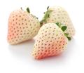 6 type mix fruit seeds 24 pic - ( Blackberries, dragon, rockmelon, greps, strawberry, Cucumis melo ). 