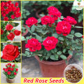 30 Pcs Seeds Global Perennial Red Rose Tree Flower Seeds. 