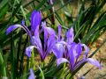 Iris / আইরিশ ফুলের বীজ - 20/40 pcs Iris lactea Flower Mixed Color Seed All Season.