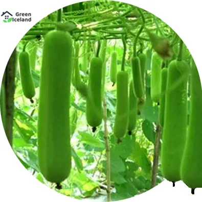 Long%20Lau/Lau%20Seeds%20of%20All%20Season%20(Long%20Lau%20Seed)%20-%2010%20Piece%20Seeds%20-%20Image%202