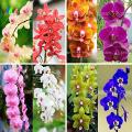 Cymbidium Orchid,Cymbidium  Flower Seeds,22 Colours to Choose,Seed for Home Garden : Mix  - 10Pcs. 