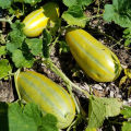 Progressive - Urban Vibes - " Muskmelon Fruit (Bangi) Seeds - (20 Piece)" - Tools, DIY & Outdoor - Unrivaled in Genre - Excellent. 