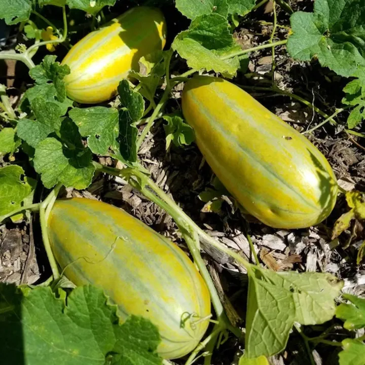 Progressive%20-%20Urban%20Vibes%20-%20"%20Muskmelon%20Fruit%20(Bangi)%20Seeds%20-%20(20%20Piece)"%20-%20Tools,%20DIY%20&%20Outdoor%20-%20Unrivaled%20in%20Genre%20-%20Excellent%20-%20Image%203