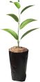 Nursery Black Poly Bag 16/16 inch for Planting Nursery Pots Plant Grow Bags Seedling Planter.