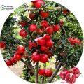 Pomegranate bonsai seeds (pomegranate fruit seeds)- 20 pce seeds. 