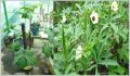 ঢেড়স বীজ - 35+ pcs Hybrid Okra/Dheros Seed For All Season পিস বীজ হাইব্রিড জাত বারোমাসি. 