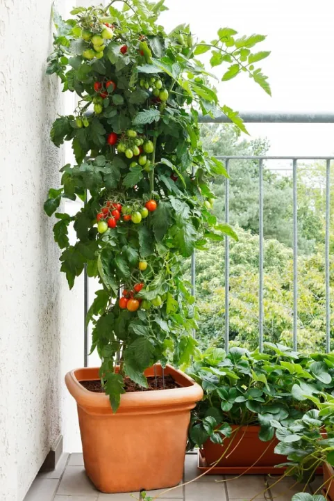 Cherry%20Tomato%20Red%20Color%20-%2020%20pcs%20Seed%20F1%20Hybrid%20-%20%E0%A6%9A%E0%A7%87%E0%A6%B0%E0%A6%BF%20%E0%A6%9F%E0%A6%AE%E0%A7%87%E0%A6%9F%E0%A7%8B%20%E0%A6%B2%E0%A6%BE%E0%A6%B2%20-%20Image%209